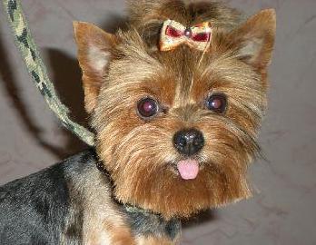 Piel�gnacja Ps�w