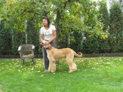 Piel�gnacja Ps�w